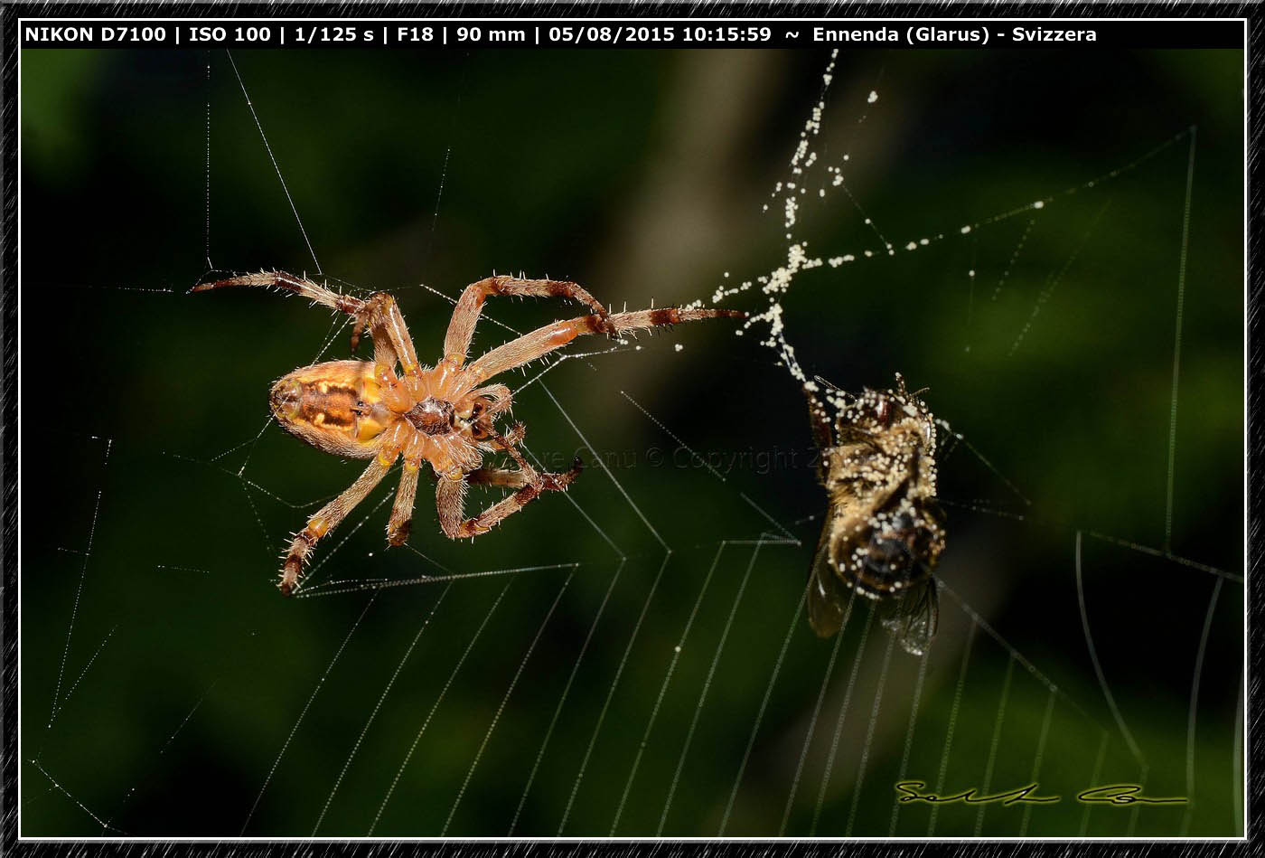 Cattura con... fuga: Araneus diadematus - Enneda (Svizzera)